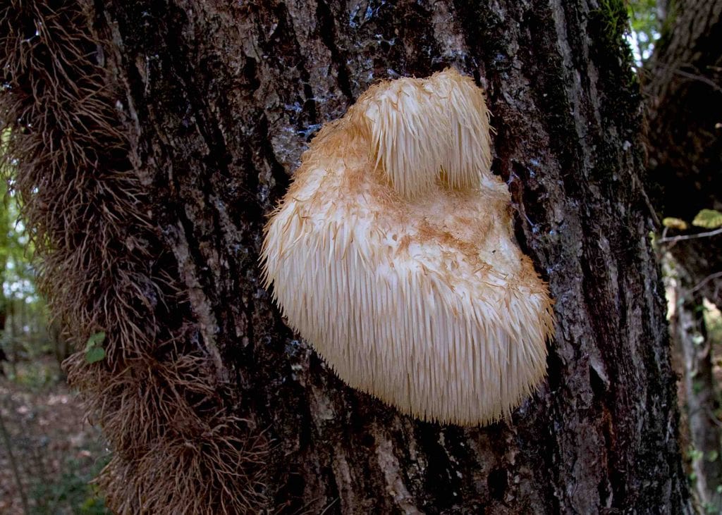 Lion’s Mane Mushroom On Tree