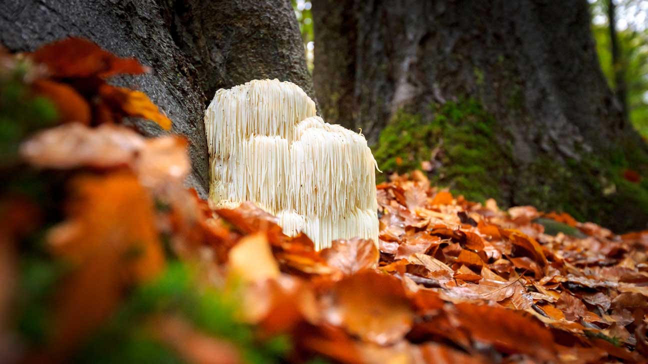 Lion’s Mane Mushroom